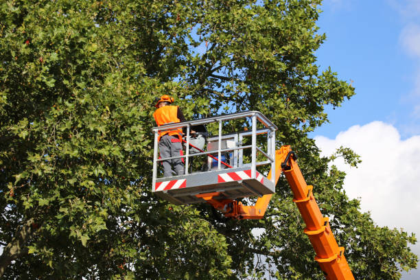 Best Hazardous Tree Removal  in Ogdensburg, NJ